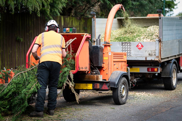 Best Hazardous Tree Removal  in USA